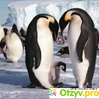 Пингвинарий в анапе отзывы
