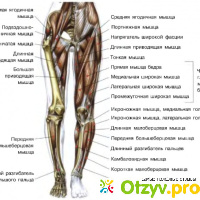Анатомия ног отзывы