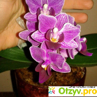 Мини орхидея Фаленопсис отзывы