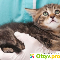 Первая прививка для котенка: возраст, вакцины для котят отзывы