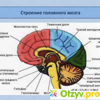Отделы мозга и их функции: строение, особенности и описание отзывы