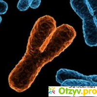 Мужские хромосомы. Y-хромосома на что оказывает влияние и за что отвечает? отзывы