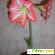 Гиппеаструм - Комнатные цветы - Фото 16198