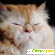 Персидская кошка - Кошки - Фото 28505
