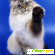 Порода кошек «Невские маскарадные» - Домашние животные - Фото 32171