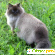 Порода кошек «Невские маскарадные» - Домашние животные - Фото 32170