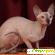 Порода кошек Донской сфинкс - Кошки - Фото 32834