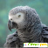 попугай жако - Разное (животные и растения) - Фото 44501