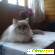 Невская маскарадная кошка. - Кошки - Фото 47253