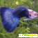Рыбки Гуппи - Аквариумные рыбки - Фото 57025