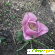 Фиолетовые тюльпаны - Разное (сад и огород) - Фото 49822