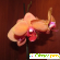 Орхидея Фаленопсис - Комнатные цветы - Фото 53427