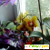 Орхидея Фаленопсис - Комнатные цветы - Фото 53428