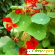 Настурция - Растения садовые - Фото 61625