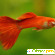 Рыбки Гуппи - Аквариумные рыбки - Фото 57026