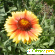 садовый цветок Гайлардия - Разное (сад и огород) - Фото 75942