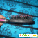 Массажная щетка для волос Avon Advance Techniques - Расчески и щетки для волос - Фото 71867
