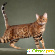 Бенгальская кошка домашняя - Кошки - Фото 75106