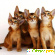 Абиссинская кошка фото - Кошки - Фото 86484