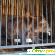 Зоопарк самара - Зоопарки - Фото 91846