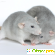 Крысы дамбо - Грызуны - Фото 81341