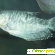 Гурами жемчужный - Аквариумные рыбки - Фото 84600