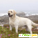 Лабрадор картинки - Собаки - Фото 87261