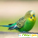 Зеленый попугай - Разное (животные и растения) - Фото 78119