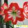 Амариллис - Комнатные цветы - Фото 87936