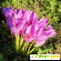 Безвременник осенний (Colchicaceae autumnale) - Разное (сад и огород) - Фото 111102