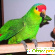 попугай жако - Разное (животные и растения) - Фото 95474