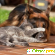 Минеральная кормовая добавка для котят и щенков - Ветеринарные средства - Фото 126101