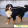 Бернский - Собаки - Фото 118612
