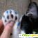 Насадки на когти для кошек - Разное (косметика декоративная) - Фото 139743