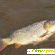 Активатор Клёва FishHungry - Разное (рыболовное снаряжение) - Фото 137018