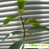 Лимонелла - Комнатные цветы - Фото 135050