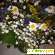 флордель - доставка цветов -  - Фото 150504
