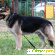 Восточно европейская - Собаки - Фото 145730