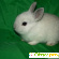 Карликовые кролики - Домашние животные - Фото 134734