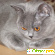 Британские короткошерстные кошки - Кошки - Фото 136607