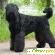 Русский черный терьер - Собаки - Фото 138102