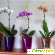 Горшки для орхидей - Разное (сад и огород) - Фото 144784