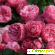 Розы флорибунда -  - Фото 156867