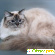 Фото невской маскарадной кошки -  - Фото 161161