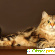 Невская маскарадная кошка отзыв с фото -  - Фото 162526