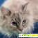 Фото невской маскарадной кошки -  - Фото 161160