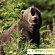 Русский медведь -  - Фото 185172