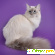 Фото невской маскарадной кошки -  - Фото 161162