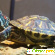 Красноухая черепаха фото -  - Фото 210856
