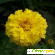 Цветы бархатцы -  - Фото 208146